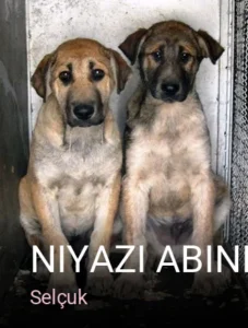 Selçuk Niyazi Abiniz — Lazer Epilasyon